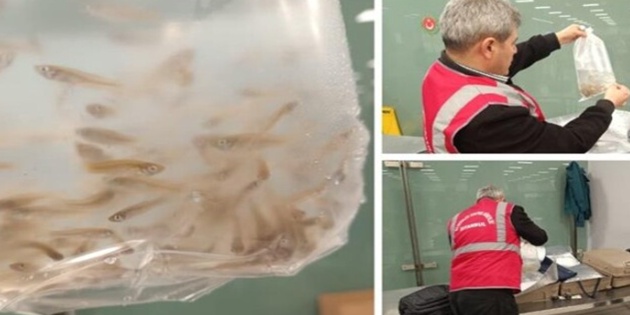 İstanbul Havalimanı’nda 15 Bin Canlı Sivrisinek Balığı Ele Geçirildi İstanbul Havalimanı’nda 15 Bin Canlı Sivrisinek Balığı Ele Geçirildi